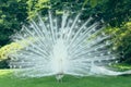 White Peacock pavo cristatus with impressive white tail feathers